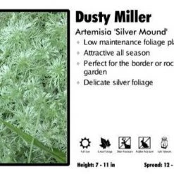 Pandy's Garden Center Artemisia ‘Silver Mound’ Dusty Miller