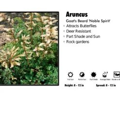 Pandy's Garden Center Aruncus 'Noble Spirit' Dwarf Goats Beard