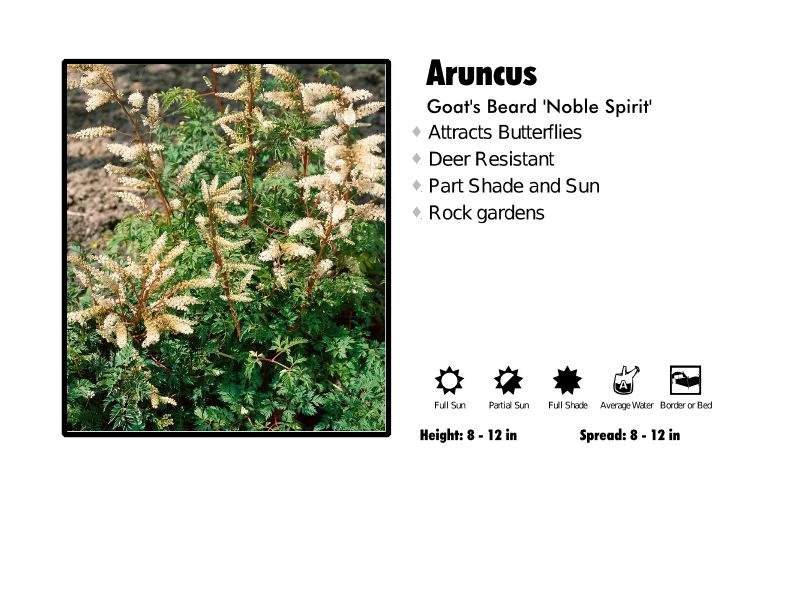 Pandy's Garden Center Aruncus 'Noble Spirit' Dwarf Goats Beard 3 Pandy's Garden Center Aruncus 'Noble Spirit' Dwarf Goats Beard