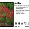 Pandy's Garden Center Astilbe 'August Light' False Spirea Perennials