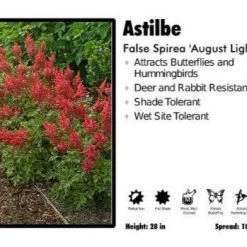 Pandy's Garden Center Astilbe 'August Light' False Spirea Perennials