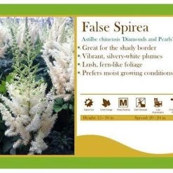 Pandy's Garden Center Astilbe Chinensis 'Diamonds And Pearls' False Spirea Perennials