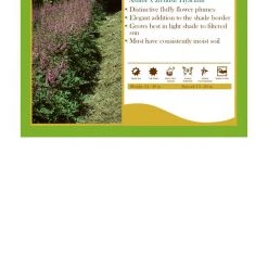 Pandy's Garden Center Astilbe X Arendsii'Hyacinth' False Goats Beard