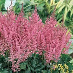 Pandy's Garden Center Astilbe Chinensis 'Visions In Pink’ False Spirea Perennials