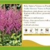Pandy's Garden Center Astilbe Chinensis 'Visions In Purple’ False Spirea Perennials