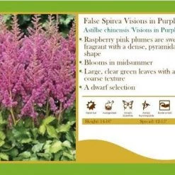 Pandy's Garden Center Astilbe Chinensis 'Visions In Purple’ False Spirea Perennials