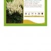 Pandy's Garden Center Perennials Astilbe Chinensis 'Visions In White' False Spirea