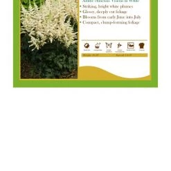 Pandy's Garden Center Perennials Astilbe Chinensis'Visions In White' False Spirea