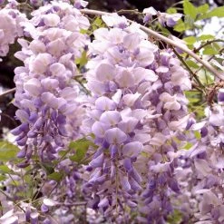 Pandy's Garden Center Wisteria Aunt Dee Purple