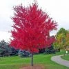 Pandy's Garden Center Autumn Blaze Maple #7