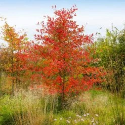 Pandy's Garden Center Nursery Serviceberry Autumn Brilliance