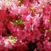 Pandy's Garden Center Azalea - Boudoir Pink Nursery