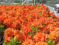 Pandy's Garden Center Azalea - Exbury Klondyke