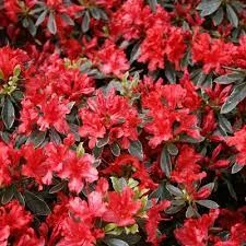 Pandy's Garden Center Azalea - Girard's Hot Shot Fiery Red 3 Pandy's Garden Center Azalea - Girard's Hot Shot Fiery Red