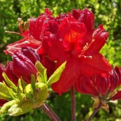 Pandy's Garden Center Azalea - Exbury Kings Red Nursery