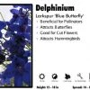 Pandy's Garden Center Delphinium 'Blue Butterfly' Larkspur