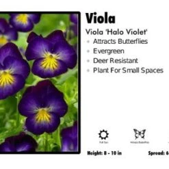 Pandy's Garden Center Viola 'Halo Violet' Viola Perennials