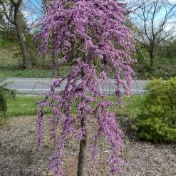 Pandy's Garden Center Redbud - Pink Heartbreaker Weeping