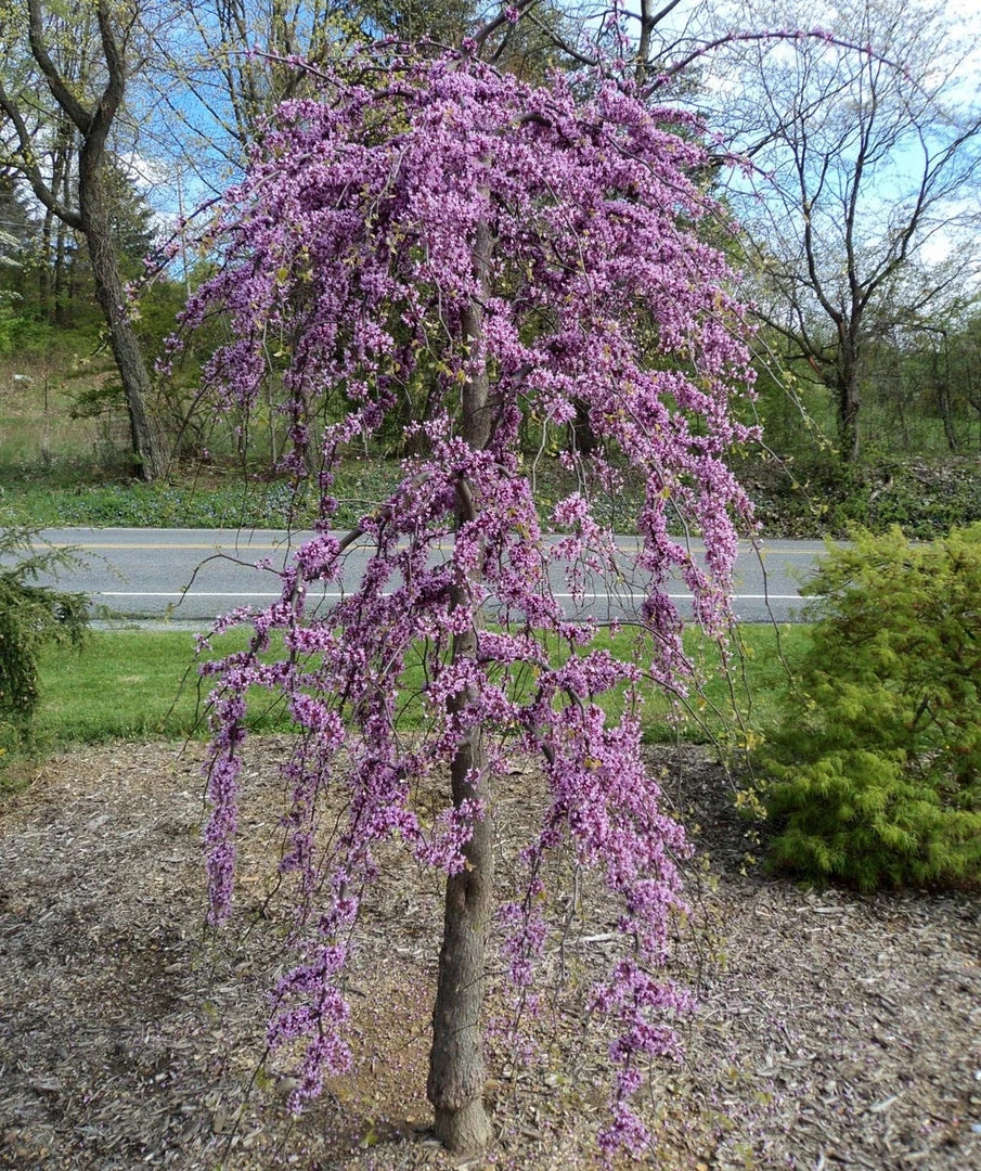 Pandy's Garden Center Redbud - Pink Heartbreaker Weeping 3 Pandy's Garden Center Redbud - Pink Heartbreaker Weeping