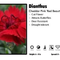 Pandy's Garden Center Dianthus 'Red Beauty' Cheddar Pinks