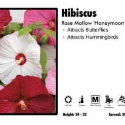 Pandy's Garden Center Perennials Hibiscus 'Honeymoon Mix' Rose Mallow