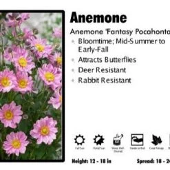Pandy's Garden Center Anemone 'Fantasy Pocahontas' Perennials
