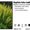 Pandy's Garden Center Perennials Baptisia 'American Goldfinch' False Indigo