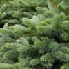 Pandy's Garden Center Spruce - Baby Blue Eyes Hybrid