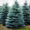 Pandy's Garden Center Spruce - Baby Blue Eyes