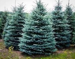 Pandy's Garden Center Spruce - Baby Blue Eyes