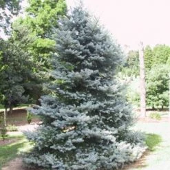 Pandy's Garden Center Spruce - Blue Bakery Hybrid Nursery
