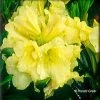 Pandy's Garden Center Nursery Rhododendron - Banana Boat Dwarf