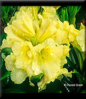 Pandy's Garden Center Nursery Rhododendron - Banana Boat Dwarf 3 Pandy's Garden Center Nursery Rhododendron - Banana Boat Dwarf