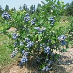 Pandy's Garden Center Nursery Blueberry Blue Crop Early 5 Pandy's Garden Center Nursery Blueberry Blue Crop Early