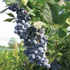 Pandy's Garden Center Nursery Blueberry Legacy #15