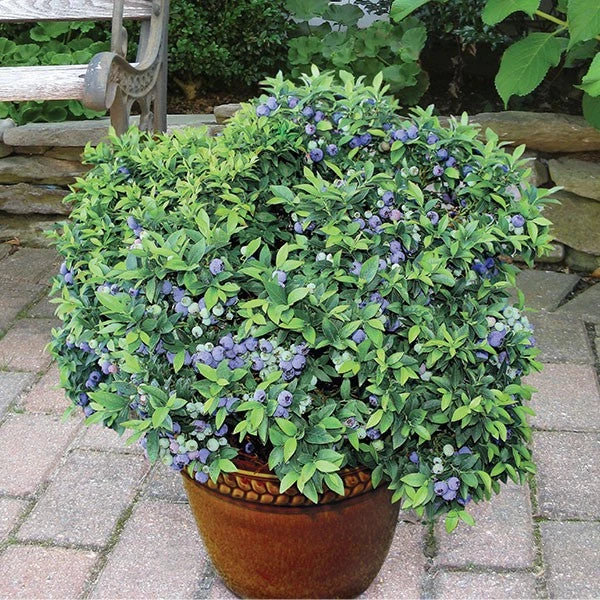 Pandy's Garden Center Blueberry Top Hat Dwarf Nursery 3 Pandy's Garden Center Blueberry Top Hat Dwarf Nursery