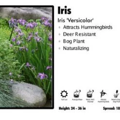 Pandy's Garden Center Perennials Iris 'Versicolor' Iris