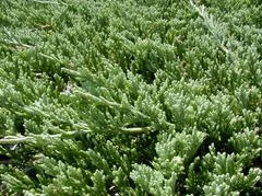 Pandy's Garden Center Nursery Juniper Billow Beach Spreader 3 Pandy's Garden Center Nursery Juniper Billow Beach Spreader