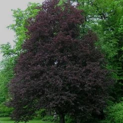 Pandy's Garden Center Beech Rohanii Cutleaf European