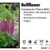 Pandy's Garden Center Campanula ‘Cherry Bells’ Bellflower