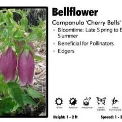 Pandy's Garden Center Campanula ‘Cherry Bells’ Bellflower