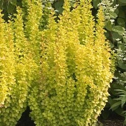 Pandy's Garden Center Nursery Barberry Golden Pillar #3