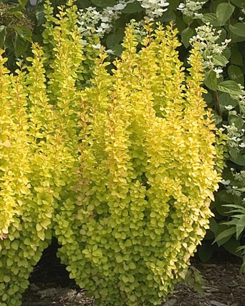 Pandy's Garden Center Nursery Barberry Golden Pillar #3 3 Pandy's Garden Center Nursery Barberry Golden Pillar #3