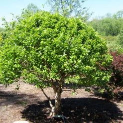 Pandy's Garden Center River Birch - Little King Nursery