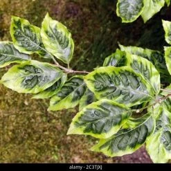 Iseli Nursery Variegated European Beech