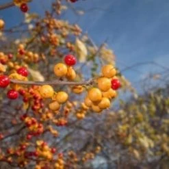 Pandy's Garden Center Bittersweet Vine Male/Female Nursery