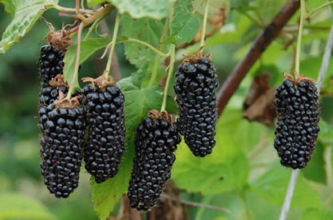 Pandy's Garden Center Nursery Blackberry Columbia Giant 3 Pandy's Garden Center Nursery Blackberry Columbia Giant