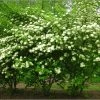 Pandy's Garden Center Viburnum Blue Muffin Dwarf E7 ! Nursery