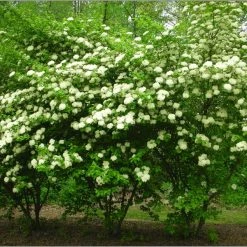 Pandy's Garden Center Viburnum Blue Muffin Dwarf E7 ! Nursery