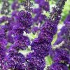 Pandy's Garden Center Nursery Butterfly Bush - Black Knight